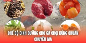 Chế Độ Dinh Dưỡng Cho Gà Chọi Đúng chuẩn Chuyên Gia