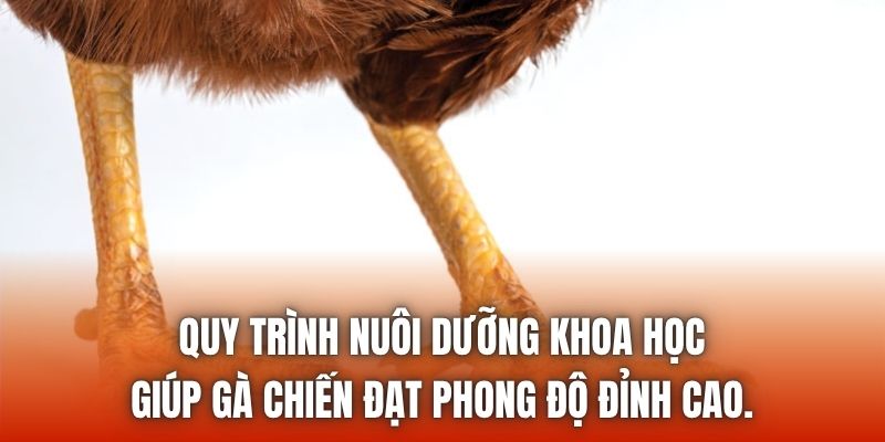 Quy trình nuôi dưỡng khoa học giúp gà chiến đạt phong độ đỉnh cao