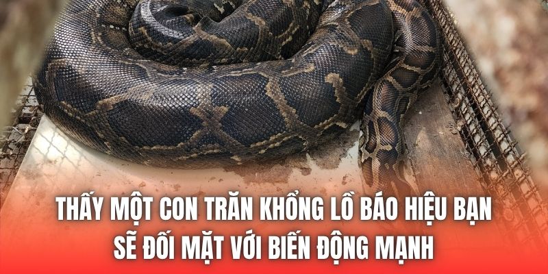 Thấy một con trăn khổng lồ báo hiệu bạn sẽ đối mặt với biến động mạnh