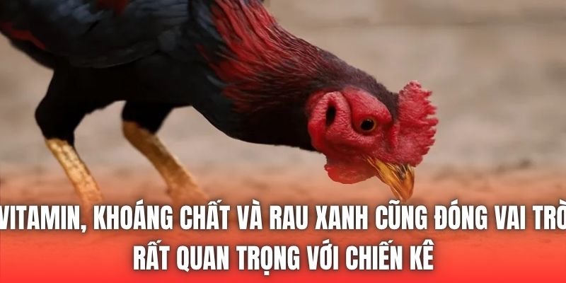 Vitamin, khoáng chất và rau xanh cũng đóng vai trò rất quan trọng với chiến kê